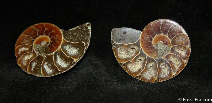 Small Desmoceras Ammonite Pair #1462